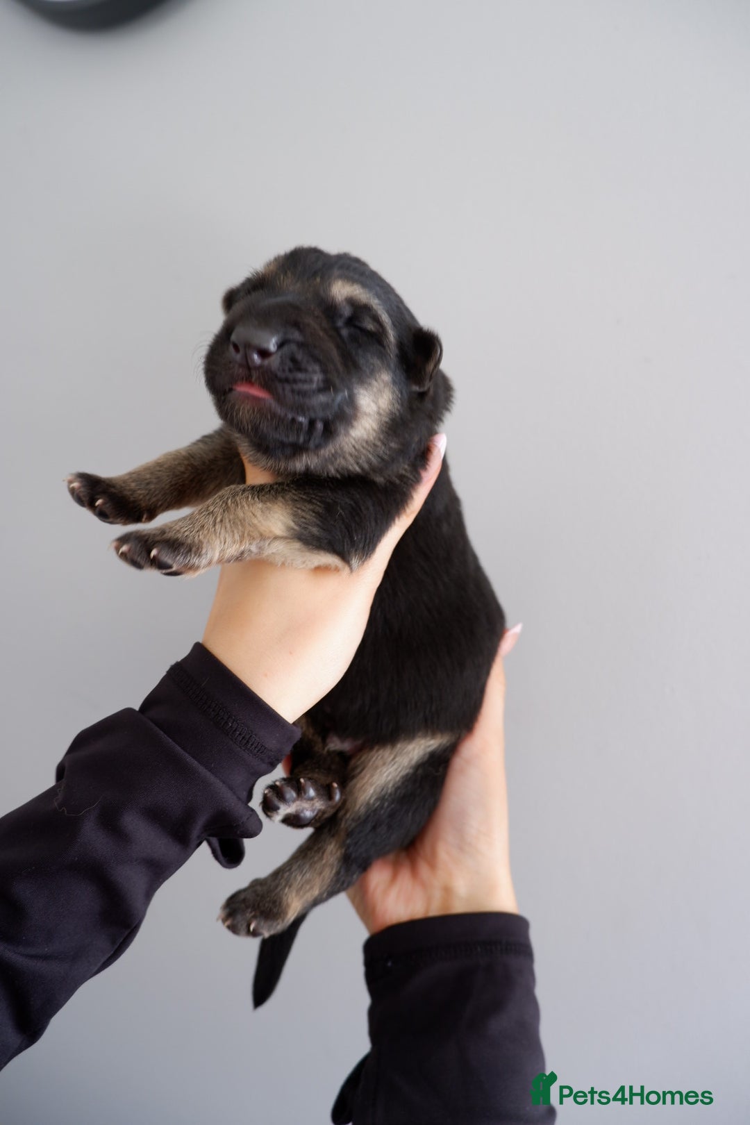 German Shepherd dogs for sale: 7 CHUNKY GERMAN SHEPHERD PUPPIES KC REGISTERED - Image 15