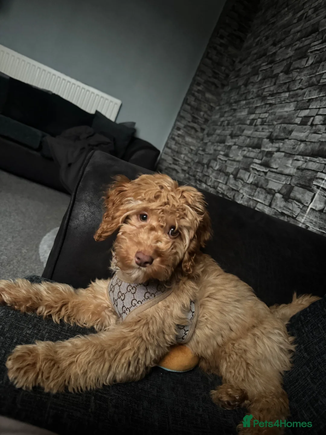 Cockapoo dogs for sale: Cockapoo boy - Advert 6