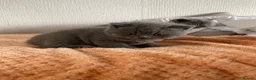 British Longhair cats for sale: British shorthaired kittens  - Advert 9