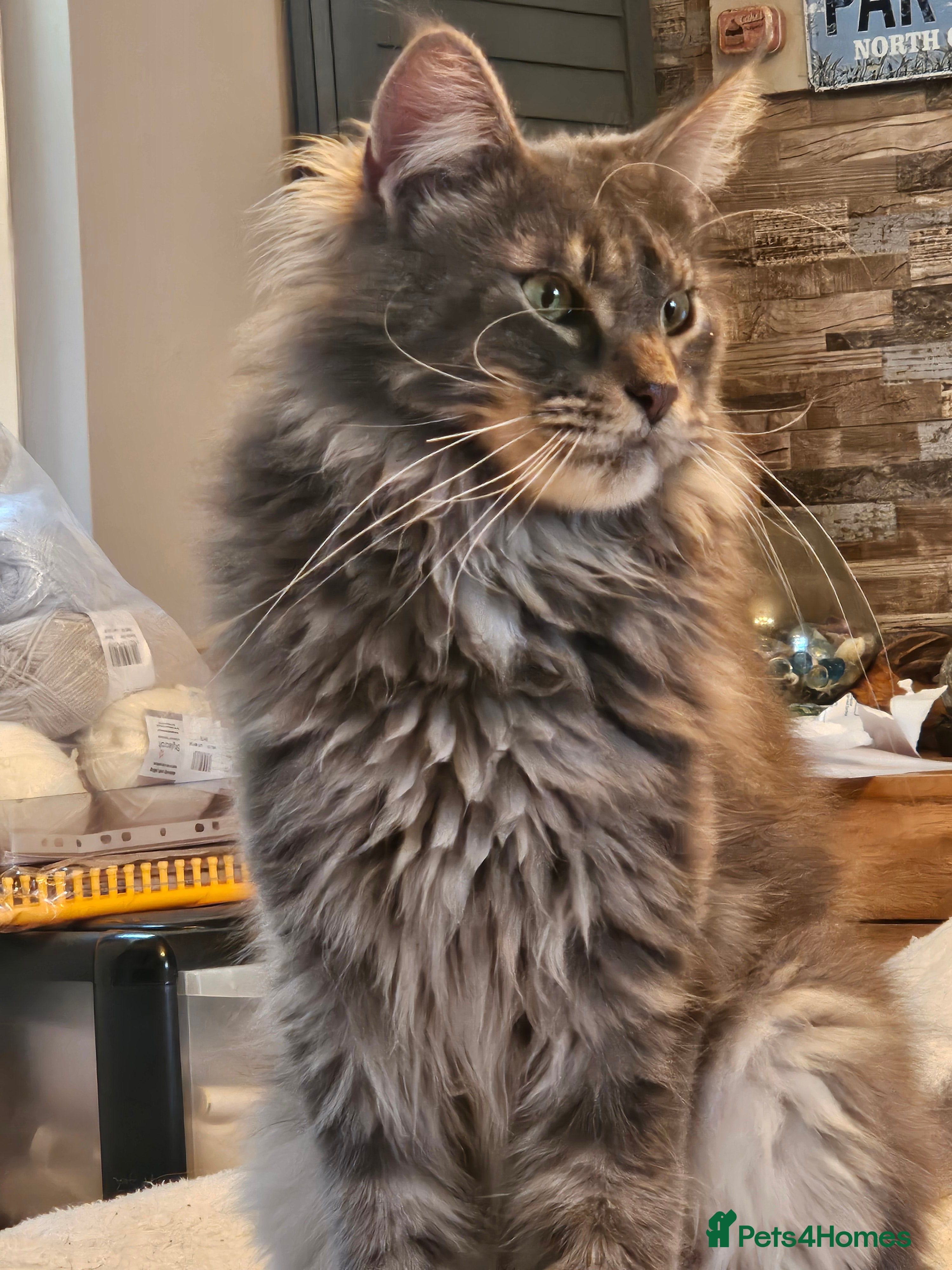 Maine Coon cats Stunning Maine Coon Cats looking for forever home in Leicester - Advert 4