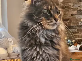 Maine Coon cats Stunning Maine Coon Cats looking for forever home in Leicester - Advert 4