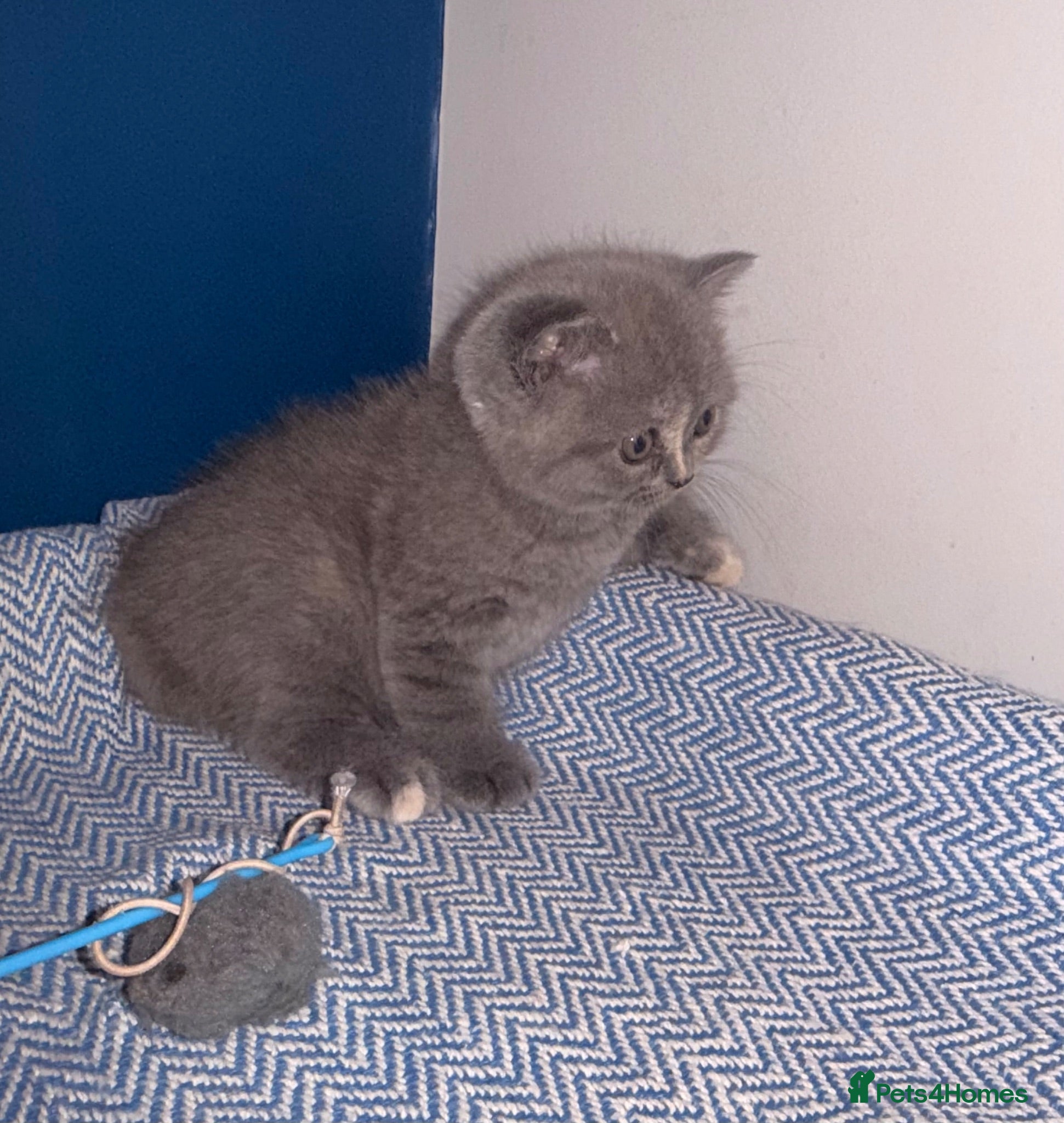 British Shorthair cats GCCF REGISTERED BRITISH SHORTHAIRS  - Advert 1