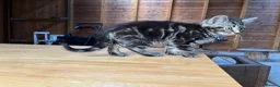 Domestic Shorthair cats for sale: 4 kittens for sale to loving home  - Advert 8