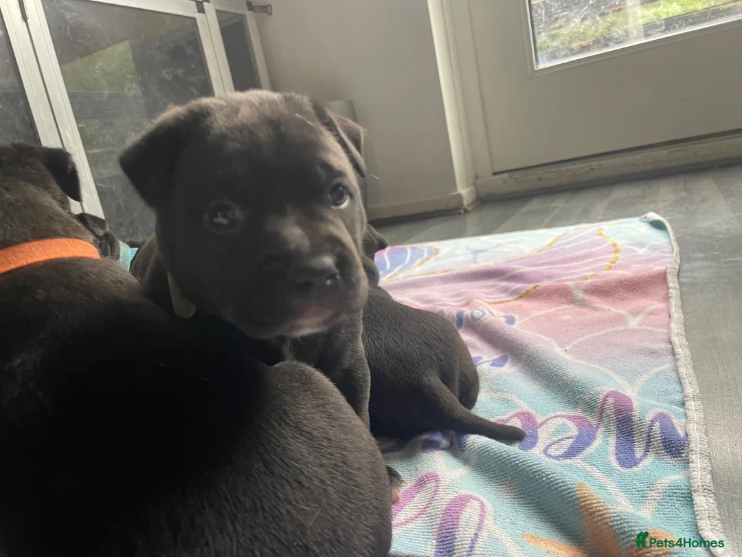 Staffordshire Bull Terrier dogs for sale: Stunning Brindle Staffordshire bull terriers - Advert 2