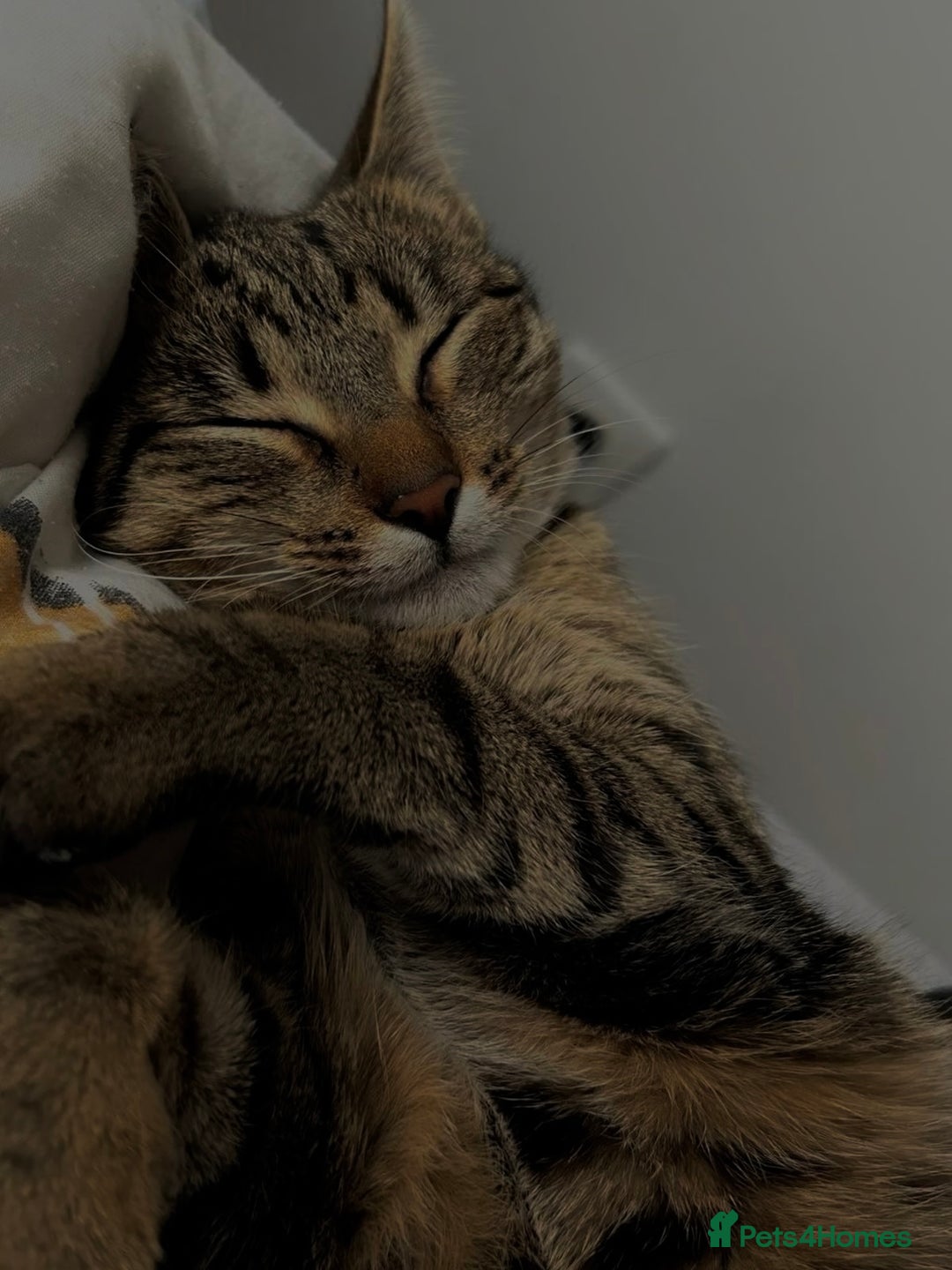 Mixed Breed cats for sale: Cute Boy Kitten Left!!!  - Advert 3