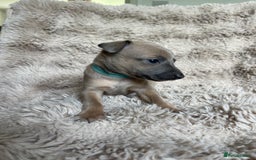Mixed Breed dogs for sale: 3/4 Italian greyhound puppies  - Image 22