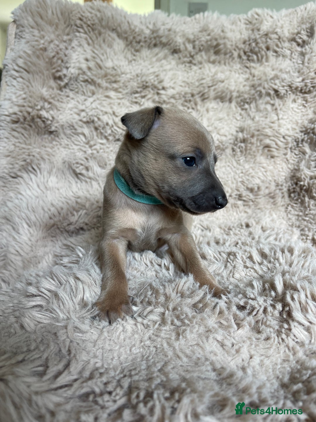 Mixed Breed dogs for sale: 3/4 Italian greyhound puppies  - Image 22