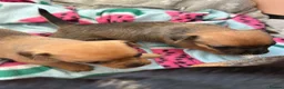 Chihuahua dogs for sale: Beautiful chihuahua puppies  - Advert 3