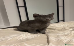 Mixed Breed cats for sale: Daisy  - Image 1