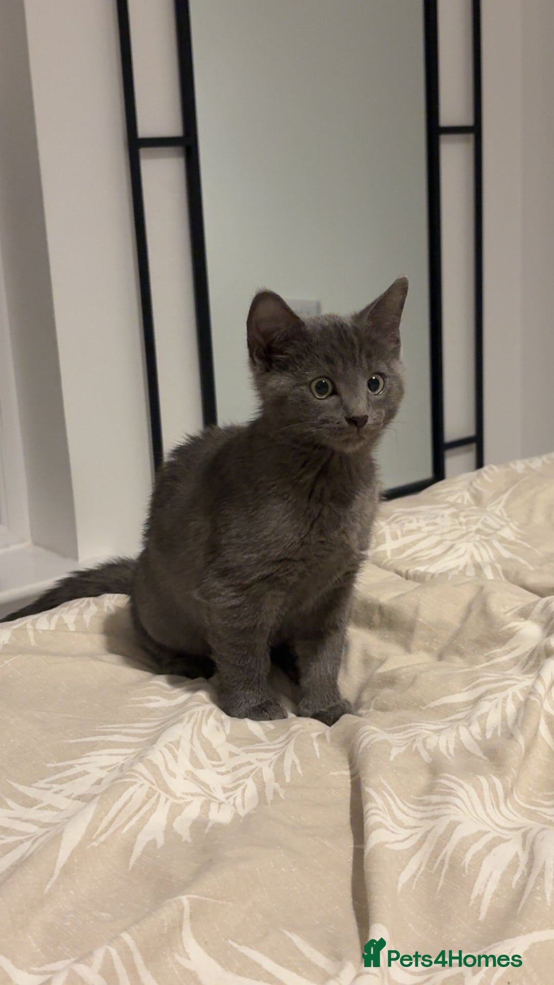 Mixed Breed cats for sale: Daisy  - Image 1