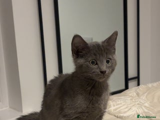 Mixed Breed cats for sale - Advert 1