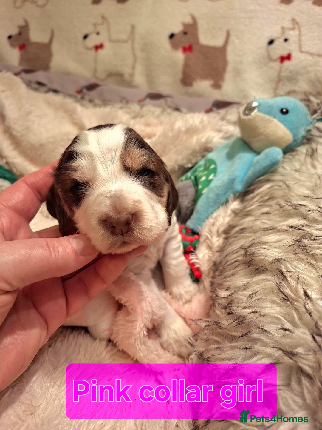 Cocker Spaniel dogs for sale: KC Registered Stunning Show tipe cocker spaniel  - Advert 8