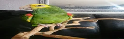 Parrots birds for sale: Double Yellow headed Amazon - Advert 11