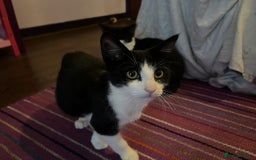 Mixed Breed cats for adoption: Rescue Brothers 6 months need forever home - Image 6