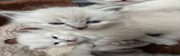 Siberian cats for sale: Registered Siberian kitttens - Advert 7