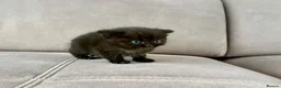 Mixed Breed cats for sale: 🐾✨ BEAUTIFUL FLUFFY PERSIAN-MIX KITTENS ✨🐾 - Advert 6