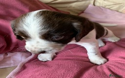 English Springer Spaniel dogs for sale: KC Reg English Springer Spaniel puppies - Image 6