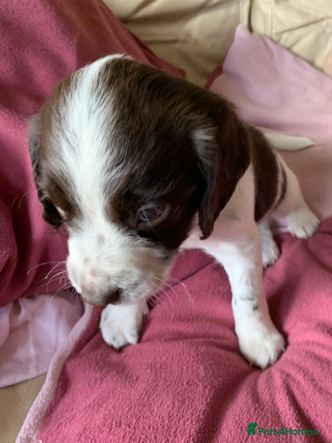 English Springer Spaniel dogs for sale: KC Reg English Springer Spaniel puppies - Image 6