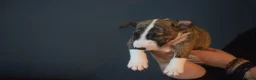 Bull Terrier dogs for sale: Quality Bull Terrier Puppies - Advert 18