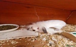 Lionhead rabbits for sale: Male Lionhead looking for his loving home  - Image 2