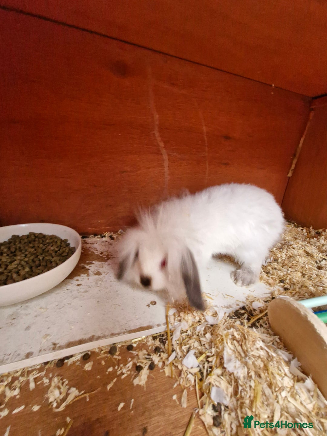 Lionhead rabbits for sale: Male Lionhead looking for his loving home  - Image 2