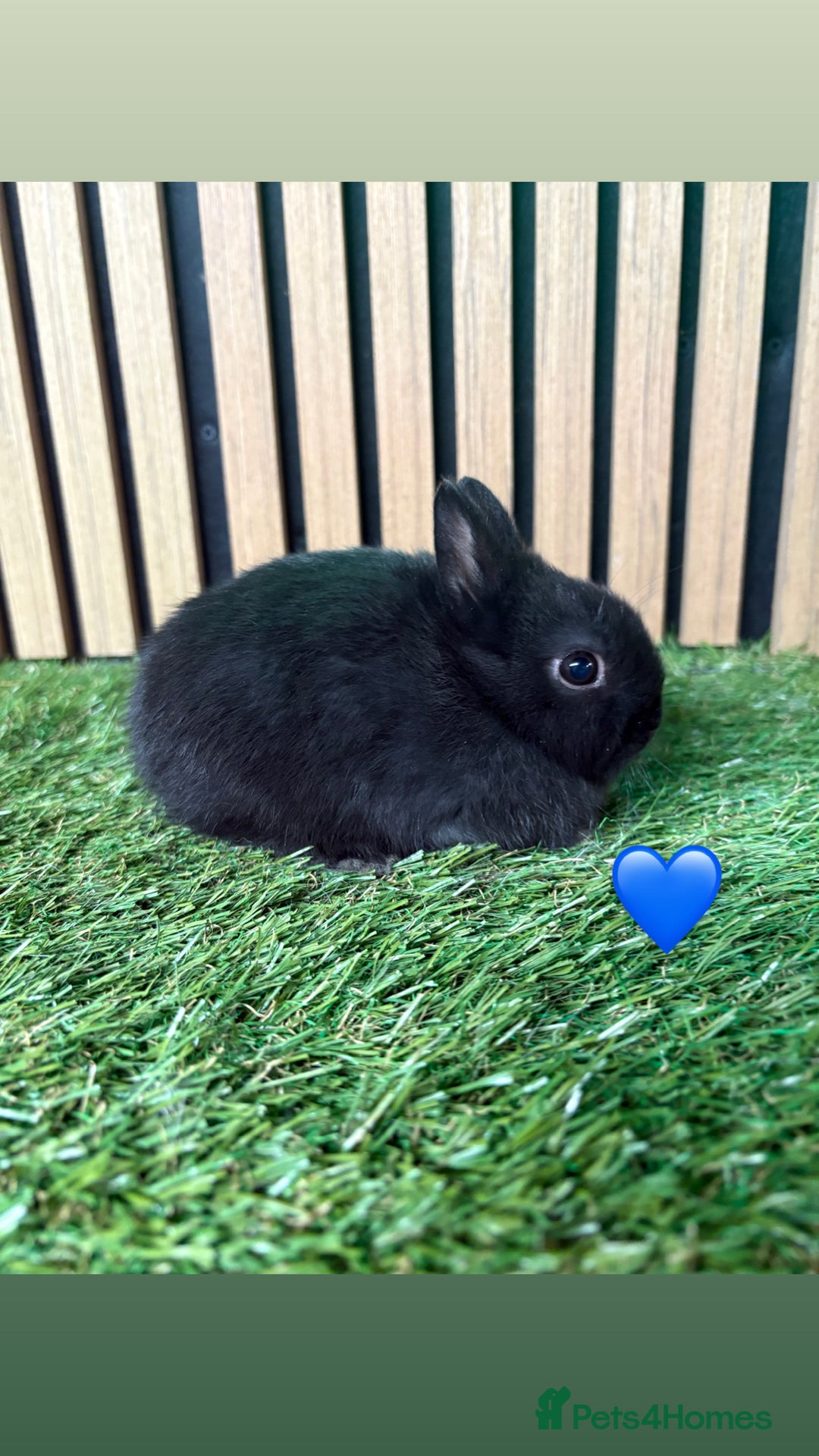 Netherland Dwarf rabbits for sale: 3 Black self Netherland Dwarf babies for sale - Advert 5