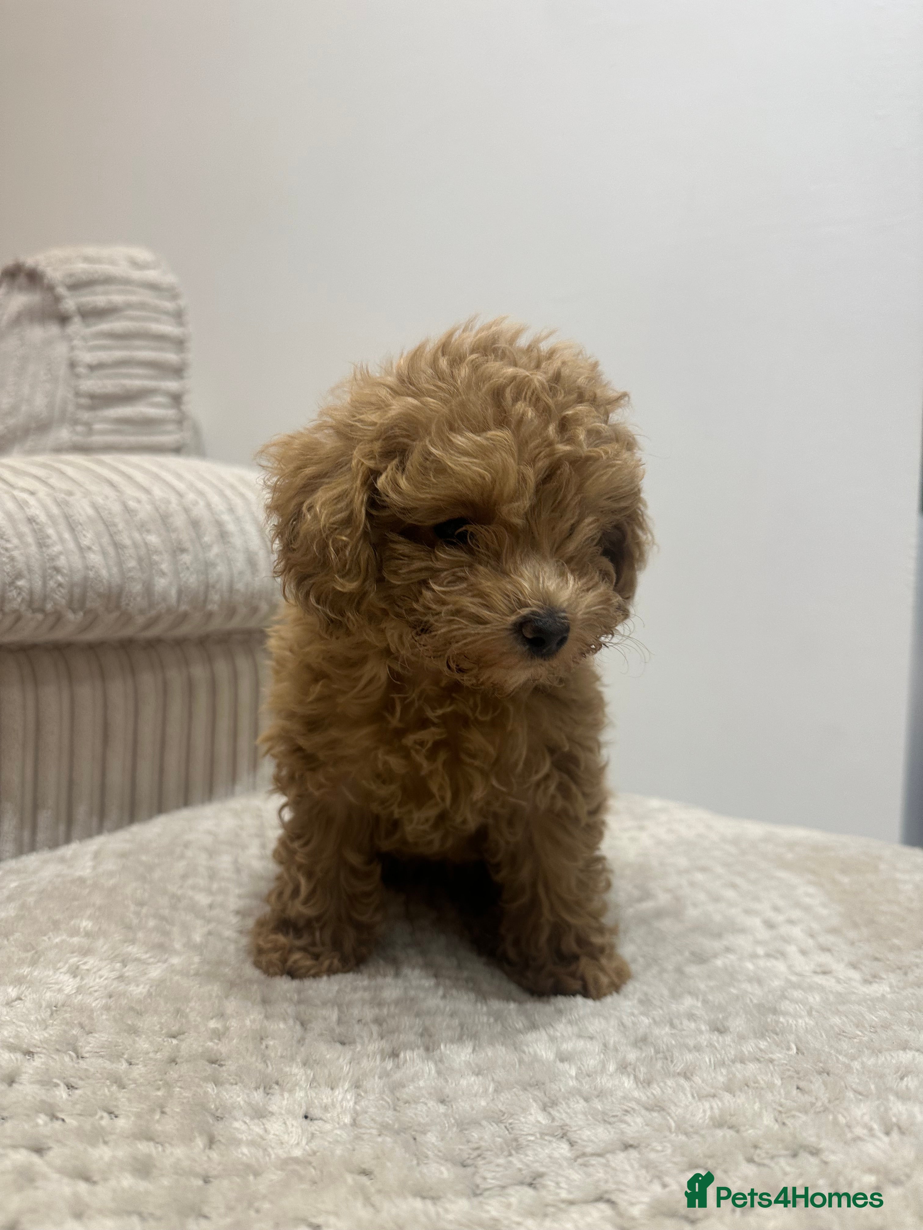 Toy Poodle dogs Beautiful toy poodle female puppy  - Advert 6
