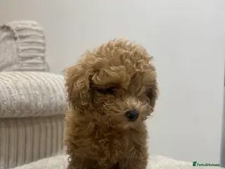 Toy Poodle dogs Beautiful toy poodle female puppy - Advert 6