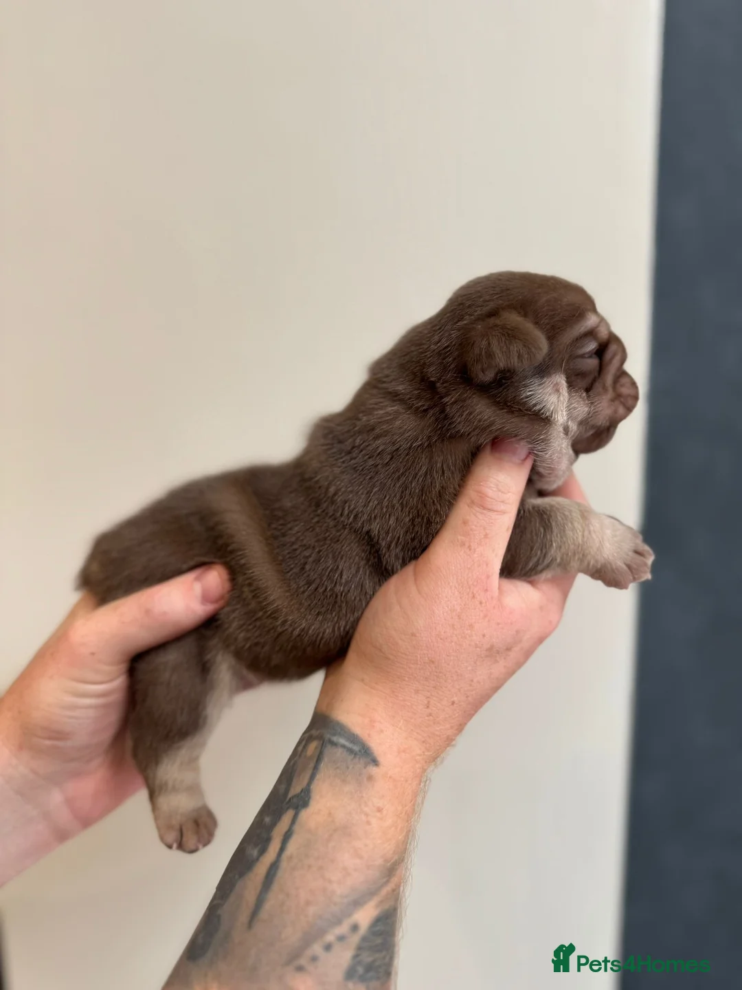 English Bulldog dogs for sale: 🔥 Epic Bullyz Major Daughter X Posher Turkish 🔥  - Advert 40