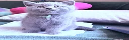 Brazilian Shorthair cats for sale: Adorable British Shorthair Kittens – - Advert 5