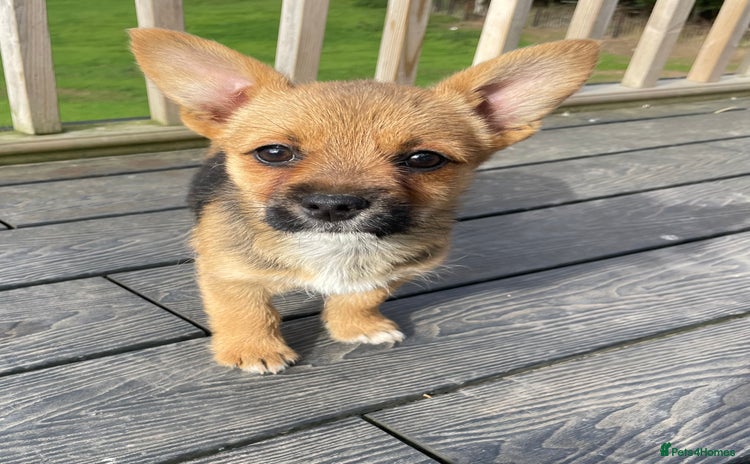 Mixed Breed dogs - Advert 2