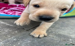 Labrador Retriever dogs for sale: Labrador puppies  - Image 6