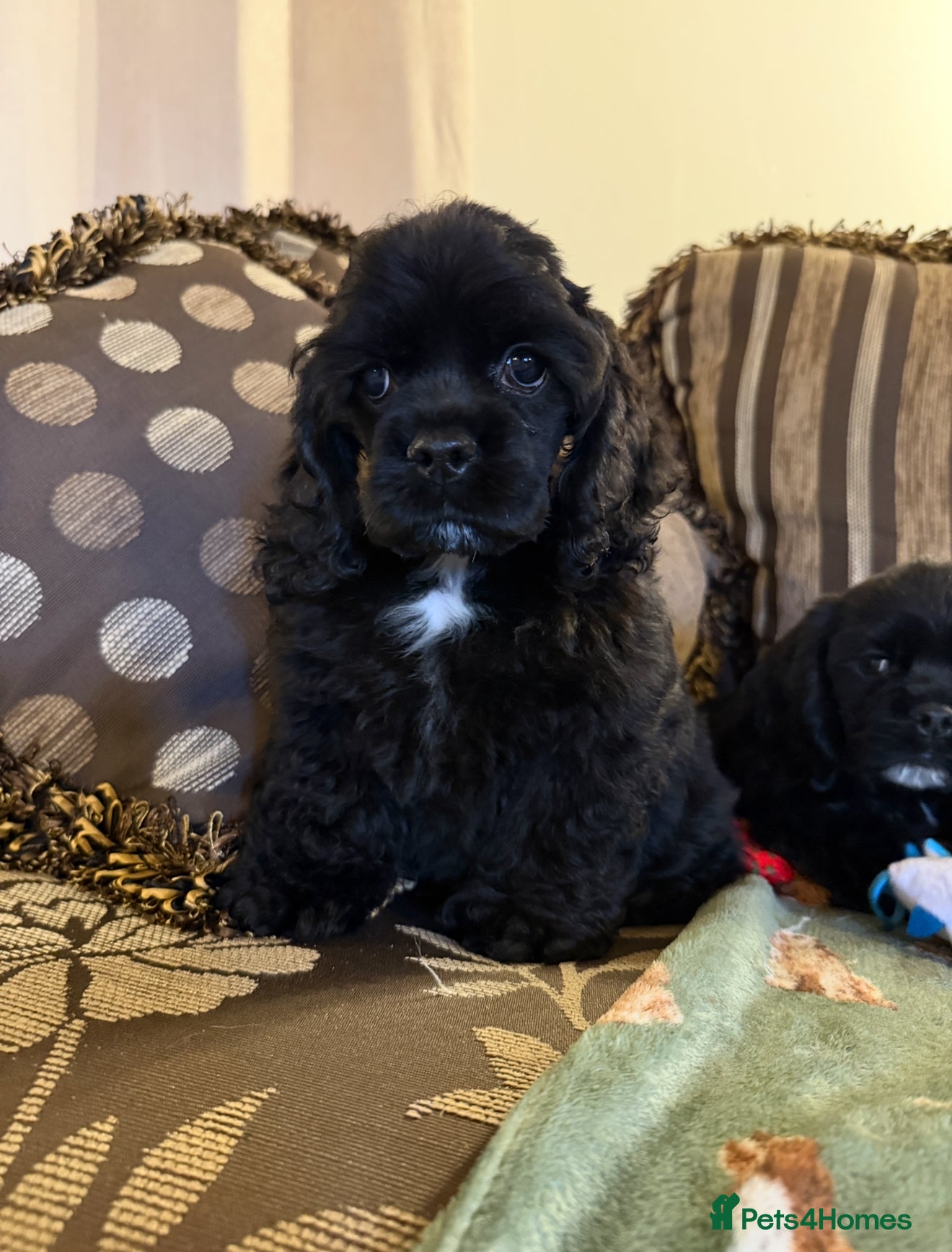 American Cocker Spaniel dogs Stunning KC American Cocker Spaniel  - Advert 3