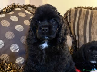 American Cocker Spaniel dogs Stunning KC American Cocker Spaniel - Advert 3