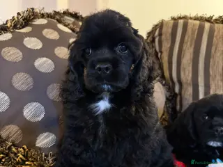 American Cocker Spaniel dogs Stunning KC American Cocker Spaniel - Advert 2