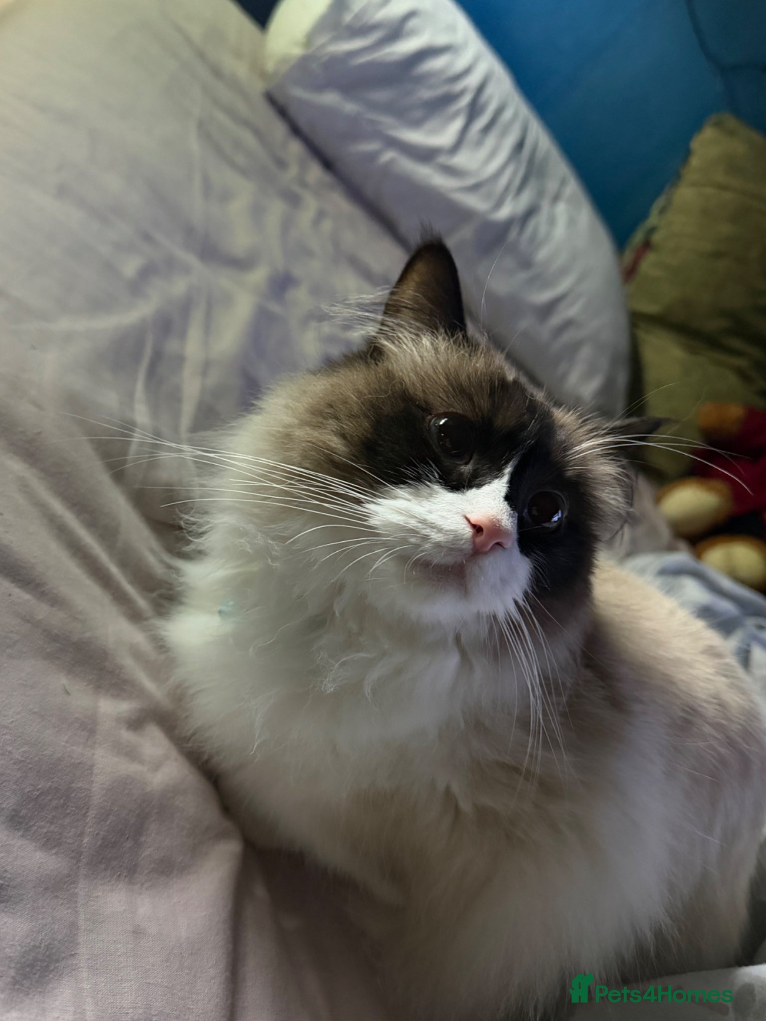 Ragdoll cats 4 year old female ragdoll - Advert 7