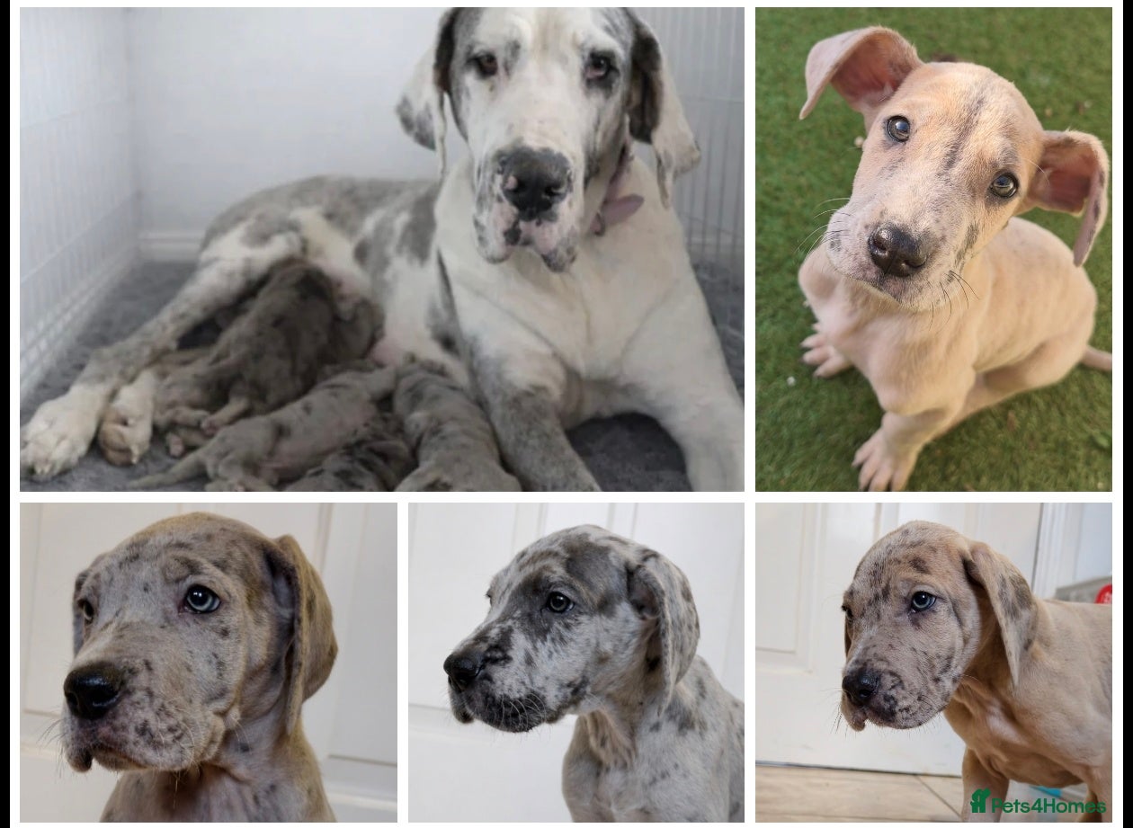 Great Dane dogs KC Registered Great Danes - Stunning Litter  - Advert 18