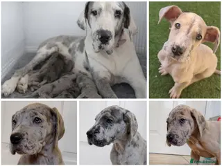 Great Dane dogs KC Registered Great Danes - Stunning Litter - Advert 18