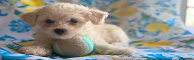 Bichon Frise 3