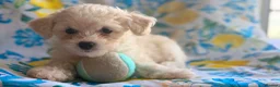 Bichon Frise dogs for sale: 4 Bichon Frise Boys – Vaccinated & Microchipped - Advert 14