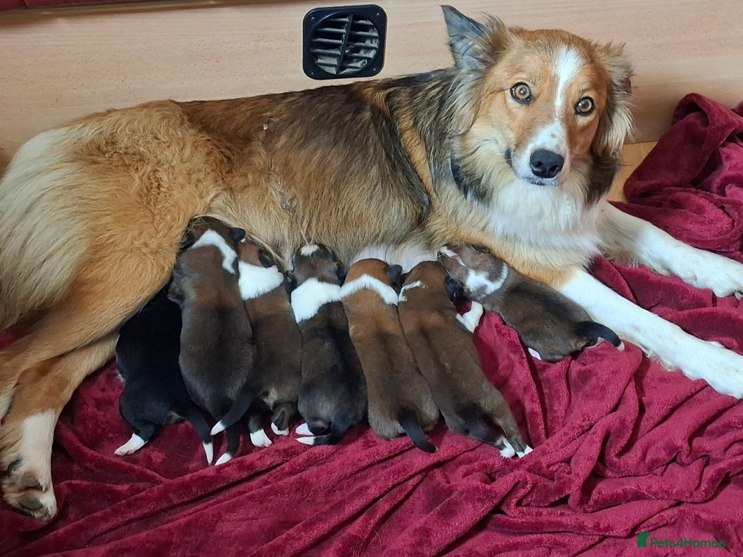 Border Collie dogs for sale: 7 border collie pups 🌟  - Image 12