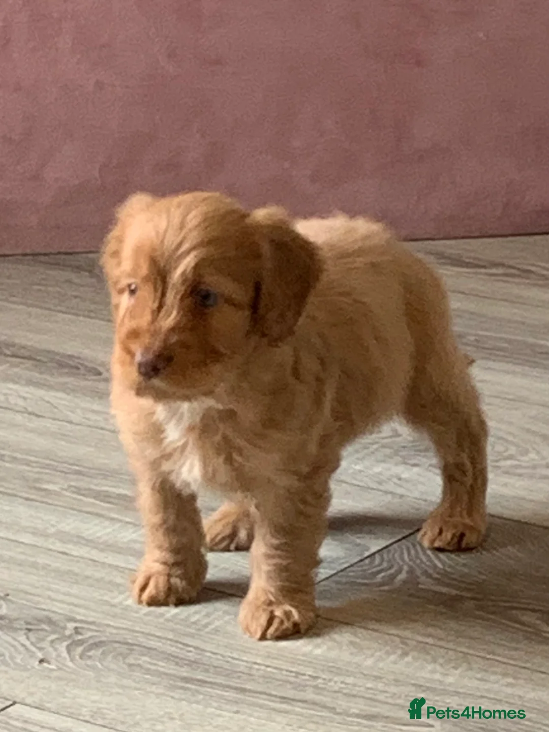 Cockapoo dogs for sale: Healthy toy poodle companions  - Advert 5