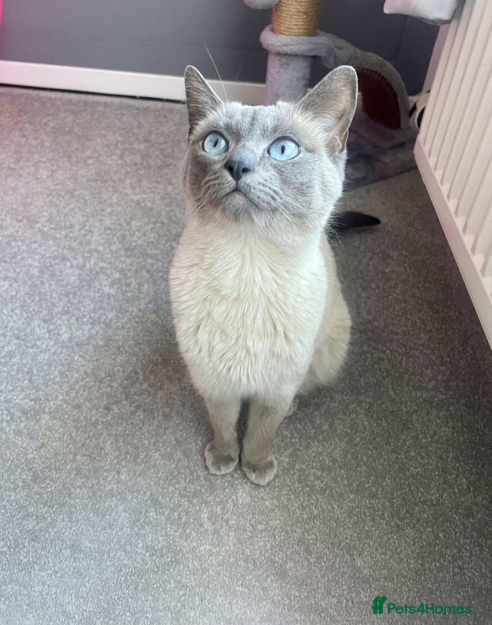 Ragdoll cats Ragdoll Kittens Due May - Advert 1