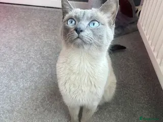 Ragdoll cats Ragdoll Kittens Due May - Advert 1