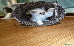 Ragdoll cats for sale: Adorable ragdoll kittens - Image 23