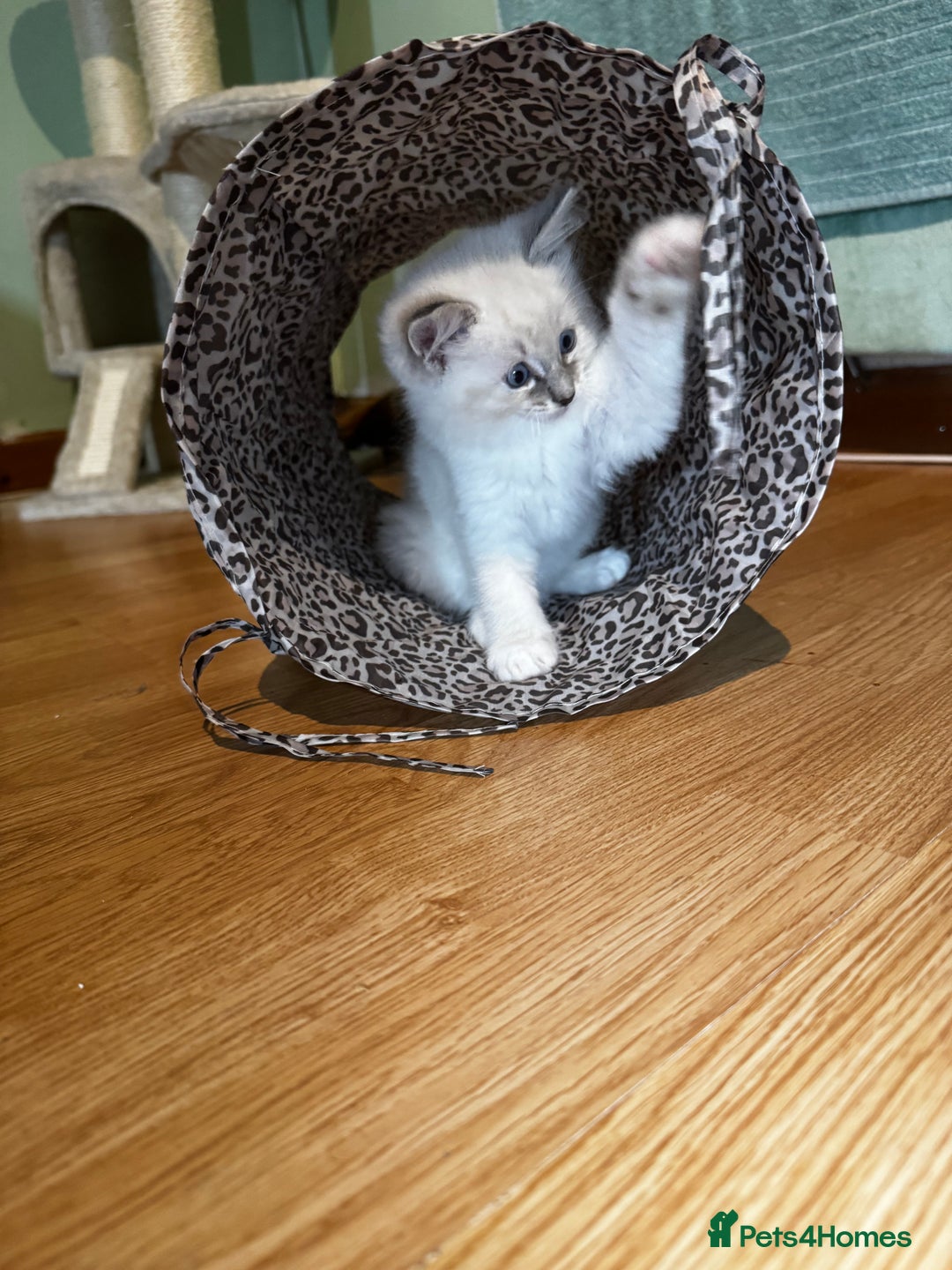 Ragdoll cats for sale: Adorable ragdoll kittens - Image 23