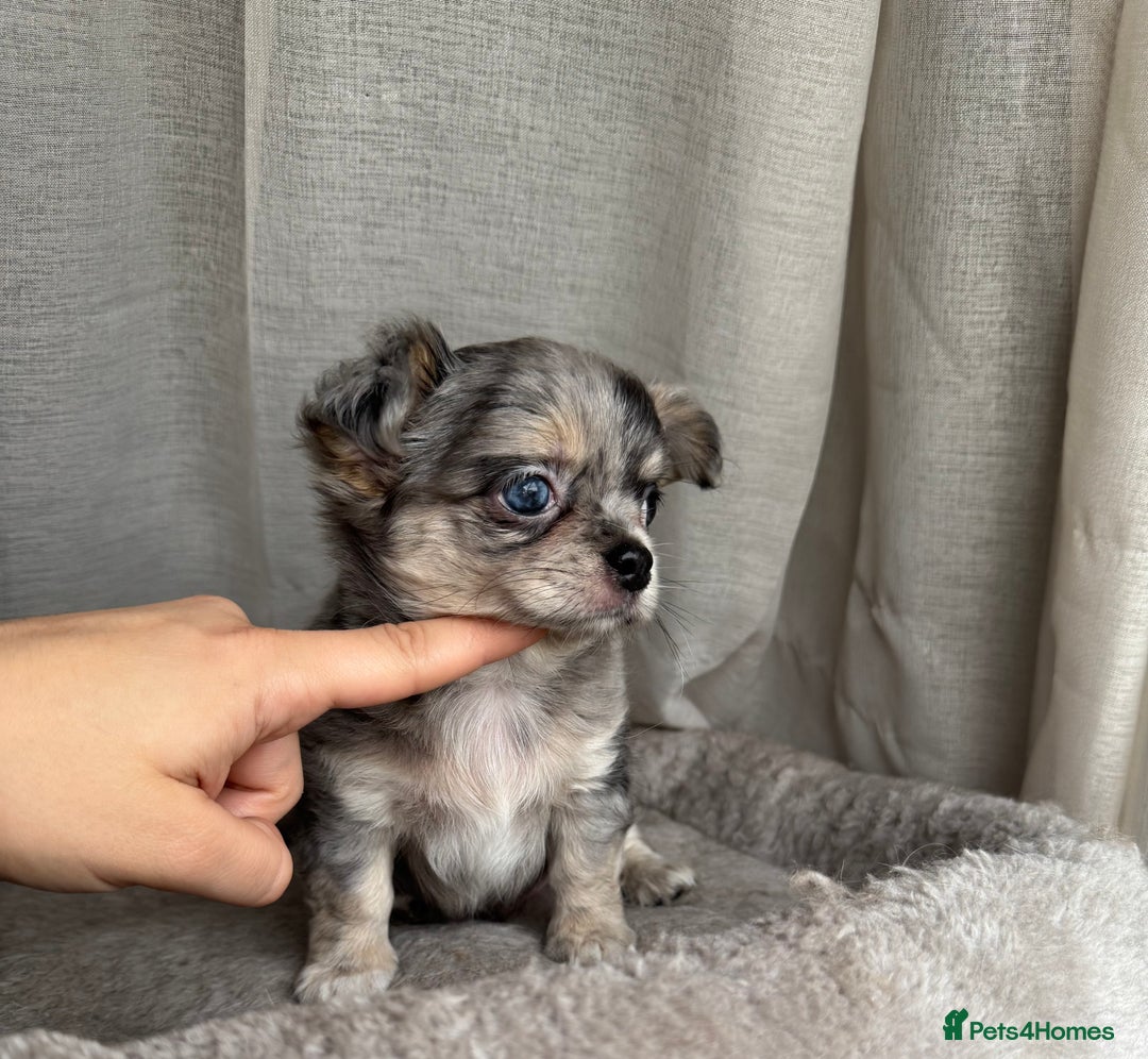 Chihuahua dogs for sale: XXS Tiny Chihuahua Long,Last Girl,Merle Blue Eye - Image 14