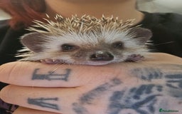 Pygmy Hedgehog rodents for sale: baby pygmy hedgehogs available  - Image 10