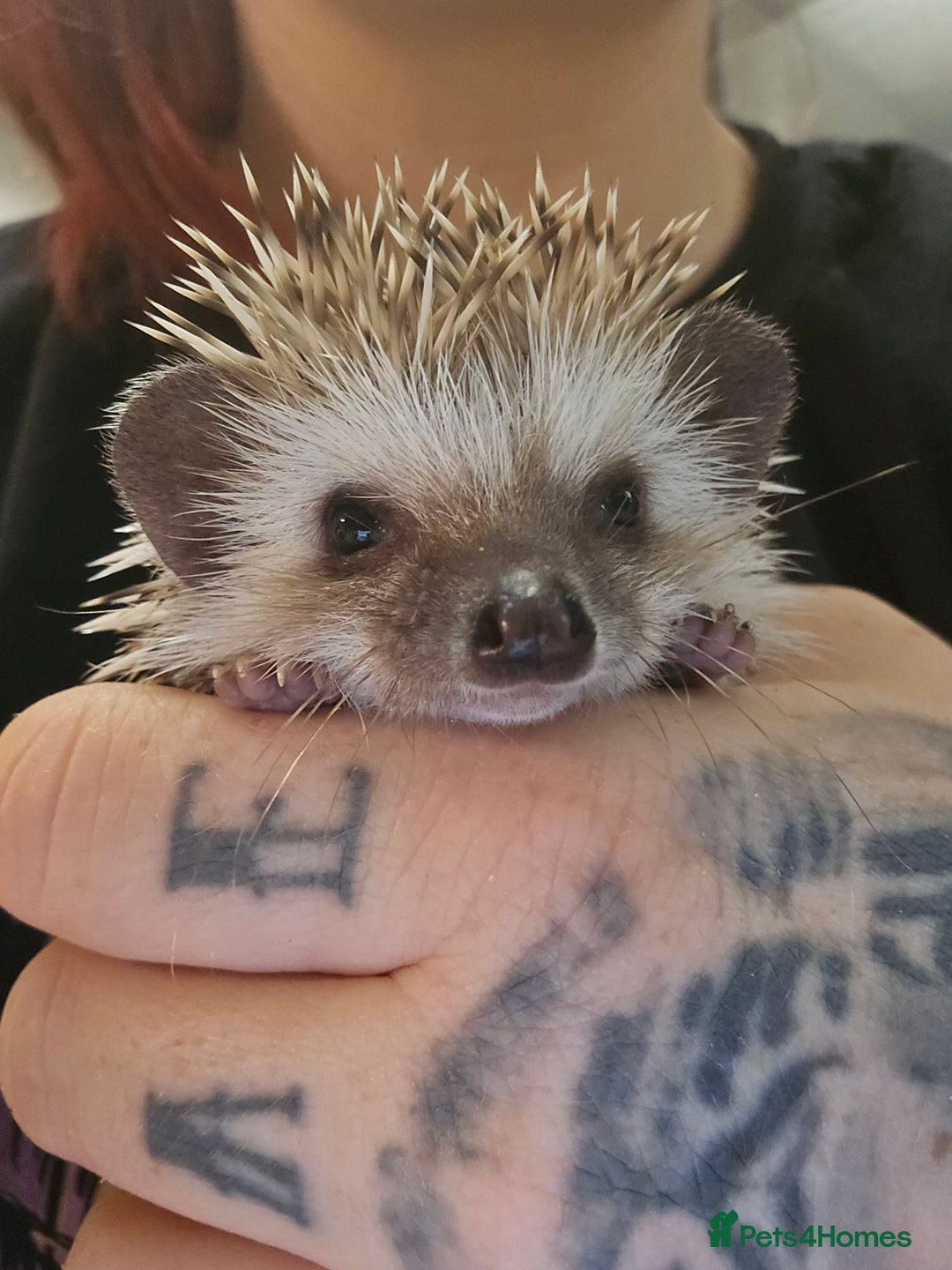 Pygmy Hedgehog rodents for sale: baby pygmy hedgehogs available  - Image 10
