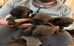 Border Terrier dogs for sale: Border terrier pups - Image 2